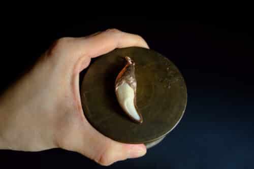 Dog Tooth Pendant, custom dog tooth pendant, custom tooth pendant, tooth gold pendant, tooth pendant necklace, bespoke jewellery singapore, SIJS